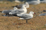 Audouin's gull (larus audouinii), Samothraki, Greece, September 2008