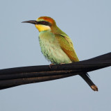 European bee-eater (merops apiaster), Keramoti, Greece, September 2008