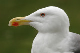 Greater black-backed gull (larus marinus), Warsaw, Poland, September 2008