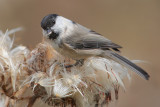 Willow tit, Chandolin, Switzerland, September 2008