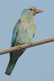 European roller, Keramoti, Greece, September 2008