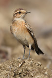 Whinchat, Echandens, Switzerland, October 2008