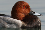 Common pochard (aythya ferina), Morges, Switzerland, October 2008