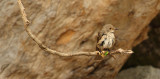 Spotted flycatcher, Samothraki, Greece, September 2008