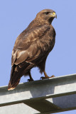 Common buzzard, Cottens, Switzerland, October 2008