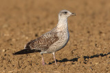 Yellow-legged gull (larus michahellis), Colombier, Switzerland, October 2008