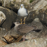 Herring and yellow-legged gulls (larus argentatus and larus michahellis), Portalban, Switzerland, November 2008