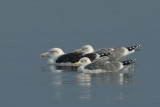 Greater black-backed gull (larus marinus), Portalban, Switzerland, November 2008