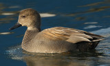 Gadwall (anas strepera), Saint-Sulpice, Switzerland, November 2008