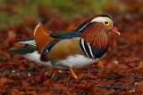 Mandarin duck (aix galericulata), Saint-Prex, Switzerland, December 2008
