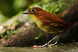 Yellow-breasted antpitta (grallaria flavotincta), Nanegalito, Ecuador, January 2009