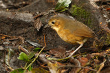 Tawny antpitta (grallaria quitensis), Pasachoa, Ecuador, January 2009