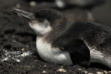 Galapagos penguin (spheniscus mendiculus), Isla Bartholom (Galpagos), Ecuador, January 2009