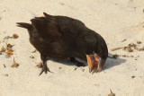 Large cactus finch (geospiza conirostris), Isla Espaola (Galpagos), Ecuador, December 2008