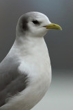 Black-legged kittiwake (rissa tridactyla), Grandson, Switzerland, February 2009