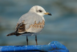 Mediterranean gull (larus melanocephalus), Morges, Switzerland, February 2009