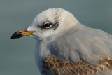 Mediterranean gull (larus melanocephalus), Morges, Switzerland, February 2009
