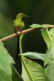 Black-tailed trainbearer (lesbia victoriae), Quito, Ecuador, December 2008