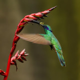 Sparkling violetear (colibri corruscans), Quito, Ecuador, December 2008