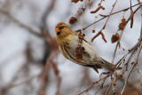 Lesser redpoll (carduelis cabaret), Ayer, Switzerland, March 2009