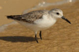 Sanderling (calidris alba), Isla Floreana, (Galapagos), Ecuador, January 2009