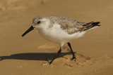 Sanderling (calidris alba), Isla Floreana, (Galapagos), Ecuador, January 2009