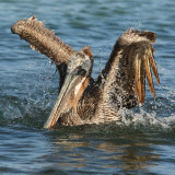 Brown pelican, Isla Floreana (Galapagos), Ecuador, January 2009