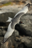 Swallow-tailed Gull (creagrus furcatus), North Seymour (Galpagos), Ecuador, January 2009