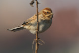 Reed bunting (emberiza schoeniclus), Grandcour, Switzerland, March 2009