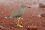 Wandering tattler (tringa incana), Rabida (Galpagos), Ecuador, January 2009