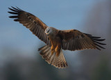 Black kite, Echandens, Switzerland, March 2009