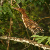 Rufescent tiger-heron (tigrisoma lineatum), La Selva, Ecuador, January 2009