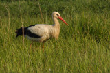 White stork (ciconia ciconia), Lavigny, Switzerland, April 2009