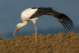 White stork (ciconia ciconia), Bussigny, Switzerland, April 2009