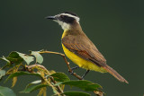 Great Kiskadee (pitangus sulphuratus), La Selva Lodge, Ecuador, January 2009