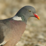 Wood pigeon (columba palumbus), Prverenges, Switzerland, May 2009