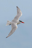 Caspian tern (hydroprogne caspia), Prverenges, Switzerland, June 2009