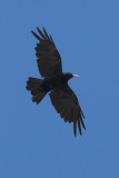 Red-billed chough, Lona, Switzerland, July 2009