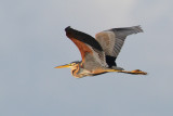 Purple heron (ardea purpurea), Chavornay, Switzerland, July 2009