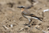 Northern wheatear (oenanthe oenanthe), Vullierens, Switzerland, August 2009