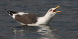 Lesser black-backed gull (larus fuscus), Vidy, Switzerland, February 2008