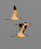 Avocet (recurvirostra avosetta), Santa Pola, Spain, May 2008