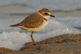 Kentish plover (charadrius alexandrinus), Torrevieja, Spain, September 2009