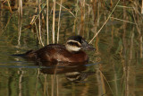White-headed duck (oxyura leucocephala), Elche, Spain, September 2009
