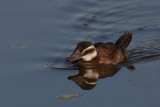 White-headed duck (oxyura leucocephala), Elche, Spain, September 2009