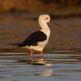 Black-winged stilt (himantopus himantopus), Santa Pola, Spain, September 2009