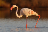 Greater flamingo (phoenicopterus roseus), Santa Pola, Spain, September 2009