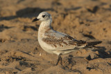 Mediterranean gull (larus melanocephalus), Santa Pola, Spain, September 2009