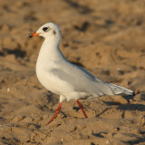 Mediterranean gull (larus melanocephalus), Santa Pola, Spain, September 2009