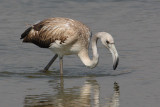 Greater flamingo (phoenicopterus roseus), Santa Pola, Spain, September 2009